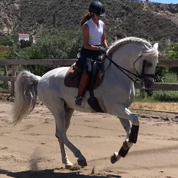 testimonials-spanish-horses-for-sale